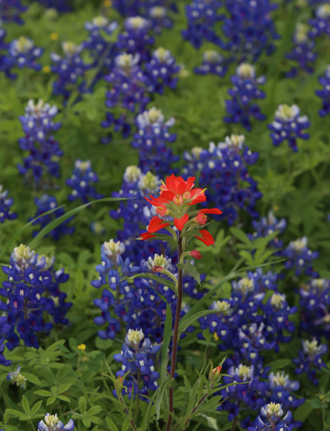 wild flowers